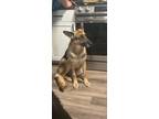 Adopt Ella a Black - with Brown, Red, Golden, Orange or Chestnut German Shepherd