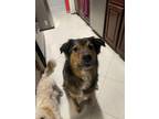 Adopt Loki a Black - with Tan, Yellow or Fawn Australian Shepherd / German
