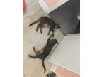 Adopt Dusty (Bonded with Rusty) a Brown Tabby Domestic Shorthair / Mixed Breed