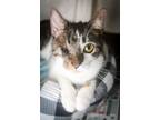 Adopt Malaika a Domestic Shorthair / Mixed (short coat) cat in New Orleans