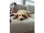 Adopt Albus a Tan/Yellow/Fawn Labradoodle / Mixed dog in Garden City