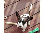 Adopt Fern a White - with Black Mutt / Mixed dog in Candler, NC (41567288)