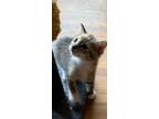 Adopt Chloe a Russian Blue / Mixed (short coat) cat in Scottsboro, AL (41567282)