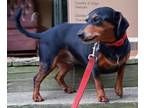 Adopt Rascel a Dachshund / Miniature Pinscher / Mixed dog in Scottsboro