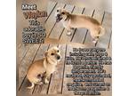 Adopt Waylon a Tan/Yellow/Fawn Chiweenie / Mixed dog in Dallas, TX (41567333)