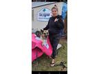 Adopt Sasha Fierce a Black - with Tan, Yellow or Fawn German Shepherd Dog /