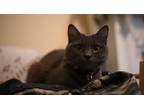 Adopt Leia a Gray or Blue (Mostly) Domestic Longhair / Mixed (long coat) cat in