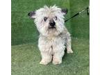 Adopt Freddie a Gray/Silver/Salt & Pepper - with Black Wheaten Terrier / Poodle