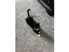 Adopt Kiwi a Black & White or Tuxedo American Shorthair / Mixed (short coat) cat
