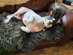 Adopt Gypsy Rose a White - with Black Rat Terrier / Rat Terrier / Mixed dog in