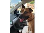 Adopt Charlotte a Red/Golden/Orange/Chestnut - with Black American Pit Bull