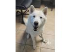 Adopt Blitz a Husky