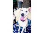 Adopt Kitt a Tan/Yellow/Fawn - with White Border Collie / Labrador Retriever /