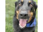 Adopt CHARLIE a Tan/Yellow/Fawn - with Black Australian Shepherd / German