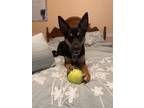 Adopt Luna a Brown/Chocolate - with White Australian Kelpie / Mixed dog in