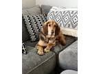 Adopt Mikey a Tan/Yellow/Fawn Hound (Unknown Type) / Labrador Retriever / Mixed