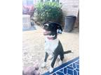 Adopt Dottie a Black - with White Border Collie / Labrador Retriever / Mixed dog