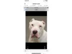 Adopt Spike a White Dogo Argentino / Dogo Argentino / Mixed dog in Ashland