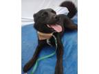 Adopt BELLA a Black - with White Finnish Spitz / Border Collie / Mixed dog in