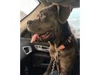 Adopt Sasha II (New Digs) a Gray/Blue/Silver/Salt & Pepper Mastiff / Mixed dog