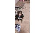 Adopt Penny Pincher a Black - with Tan, Yellow or Fawn Rat Terrier / Miniature