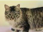 Adopt HAZEL a Gray, Blue or Silver Tabby Domestic Longhair (long coat) cat in
