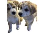 Adopt Japanese Akita Inu Mix’s a Tan/Yellow/Fawn - with White Akita / Spitz