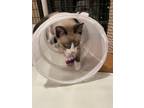 Adopt Sunny a Tan or Fawn (Mostly) Snowshoe (short coat) cat in Las Vegas