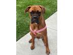 Adopt Missy a Black - with Brown, Red, Golden, Orange or Chestnut Boxer / Mixed