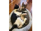 Adopt Sugar Bean a Domestic Short Hair