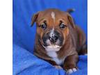 Adopt Rascal Pup - Scoundrel a Shepherd (Unknown Type) / Border Collie / Mixed