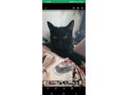 Adopt Shadow a All Black Bombay / Mixed (short coat) cat in Payson