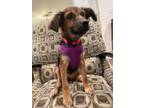Adopt Darla a Brown/Chocolate - with Black Chiweenie / Miniature Pinscher /