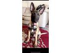 Adopt Cowboy a Black - with Tan, Yellow or Fawn Belgian Malinois / Mixed dog in