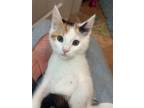 Adopt Jules a Calico or Dilute Calico Domestic Mediumhair / Mixed (medium coat)