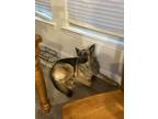 Adopt Kimber a Brown/Chocolate German Shepherd Dog / Mixed dog in Aubrey