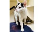 Adopt Elliott (Cat Cafe) a White Domestic Shorthair / Mixed Breed (Medium) /