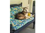 Adopt Luka a White - with Brown or Chocolate Husky / Mixed dog in Elkmont