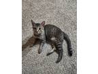 Adopt Mufasa a Tiger Striped Singapura / Mixed (short coat) cat in Round Rock