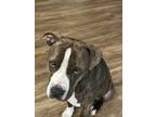 Adopt Reece a Brindle Boxer / Mixed dog in Waverly, NE (41567018)