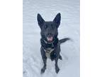 Adopt Nahla Camille a Brindle Dutch Shepherd / Mixed dog in Albuquerque