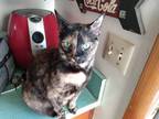 Adopt Monkey a Tortoiseshell Domestic Shorthair / Mixed (short coat) cat in