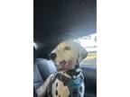 Adopt Dibu a Black - with White Dalmatian / Mixed dog in Saint Cloud