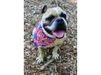 Adopt Rocky a Tan/Yellow/Fawn - with Black Pug / Boxer / Mixed dog in East