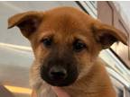 Adopt Mystique a Brown/Chocolate - with Black Belgian Malinois / Akita / Mixed