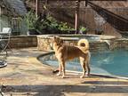 Adopt Sonny a Tan/Yellow/Fawn - with White Golden Retriever / Great Pyrenees /