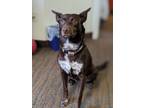 Adopt Sasha a Brown/Chocolate - with White Australian Kelpie / Mixed dog in