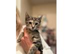 Adopt Lassie a Tortoiseshell Domestic Mediumhair / Mixed (medium coat) cat in
