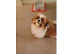 Adopt Moki a White - with Brown or Chocolate Shih Tzu / Mixed dog in Toledo