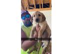 Adopt Boy 4 a Tan/Yellow/Fawn Labrador Retriever / Australian Cattle Dog / Mixed